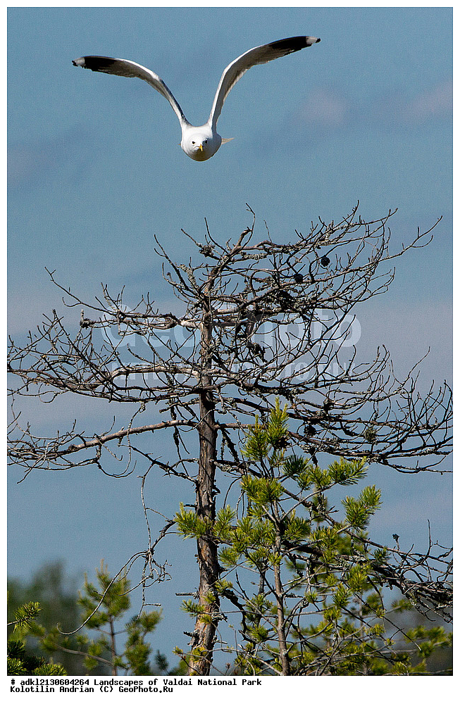 ���������� ������������ ����, ������������ �������, ����, ������ ����������, ������������, ��������, ������, ��������, ��������, �����, �����, ��������, �����������, ������� �����, ������� �����, XYZ, ��������, Laridae, ����� �����, Larus canus