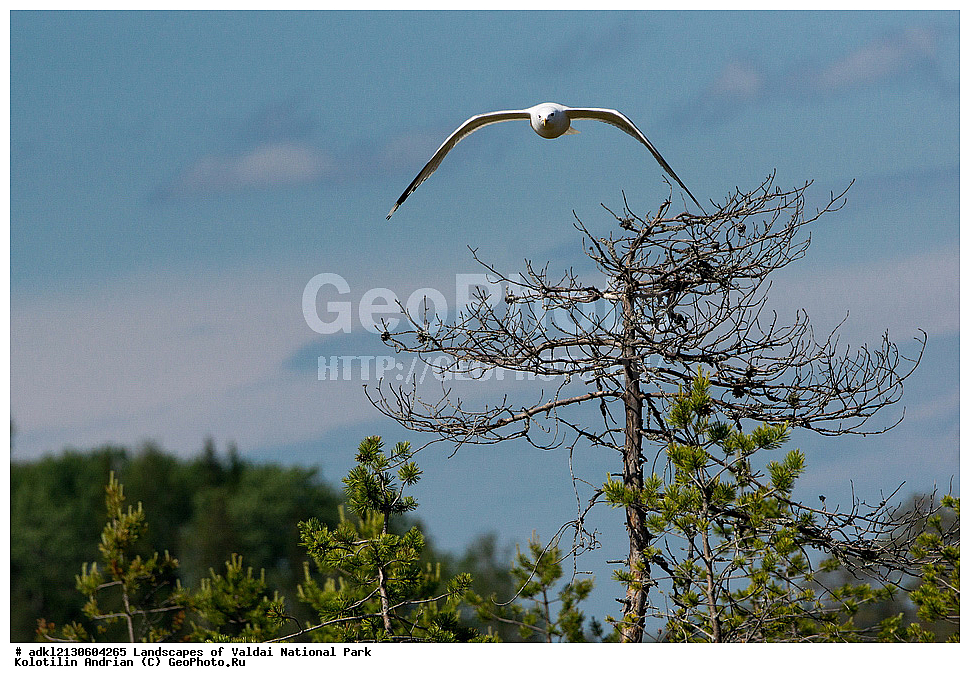 ���������� ������������ ����, ������������ �������, ����, ������ ����������, ������������, ��������, ������, ��������, ��������, �����, �����, ��������, �����������, ������� �����, ������� �����, XYZ, ��������, Laridae, ����� �����, Larus canus