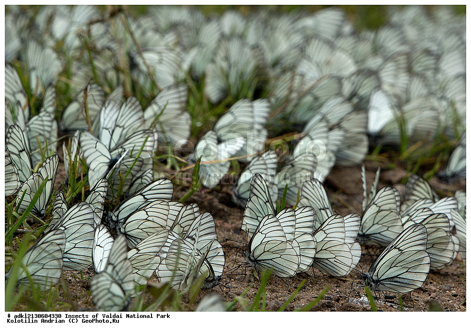 ��������, ��������, ���������, ���������, ���������� ������������ ����, ������������ �������, ����, XYZ, �������, Pieridae, ����������, Aporia crataegi, ��������������, �������������, ��������������