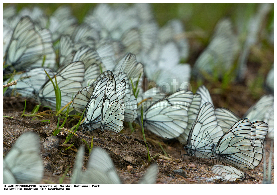 ��������, ��������, ���������, ���������, ���������� ������������ ����, ������������ �������, ����, XYZ, �������, Pieridae, ����������, Aporia crataegi, ��������������, �������������, ��������������