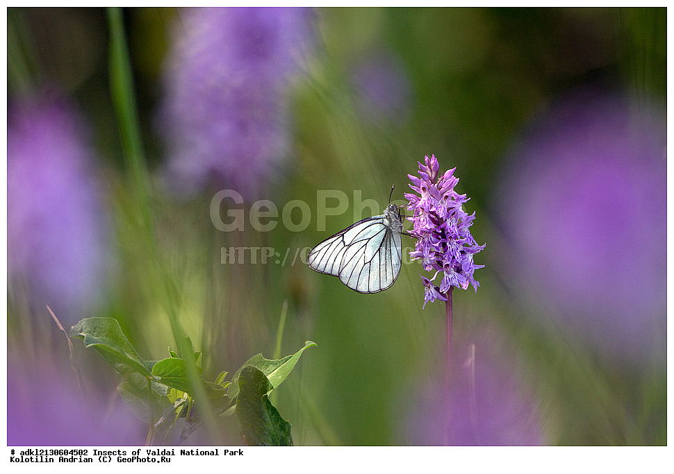 ��������, ��������, ���������, ���������, ���������� ������������ ����, ������������ �������, ����, XYZ, �������, Pieridae, ����������, Aporia crataegi, ��������������, �������������, ��������������