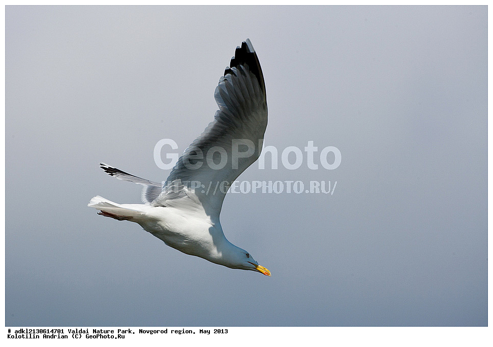 ����������, ������, ��������� ����, ������������ �������, �����, ������� ����,  ���, 2013, �����, ������� �����, ������� �����, �����, XYZ, ��������, Laridae, ����������� �����, Larus argentatus