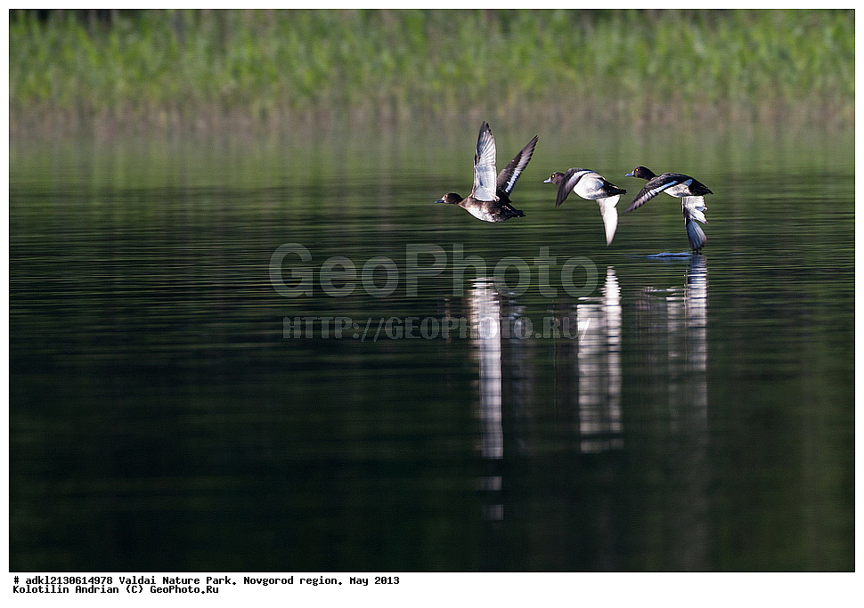 ����������, ������, ��������� ����, ������������ �������, �����, ������� ����,  ���, 2013, �����, �����������������, ������������� �����, XYZ, ������, Anatidae, �������� �������, Aythya fuligula