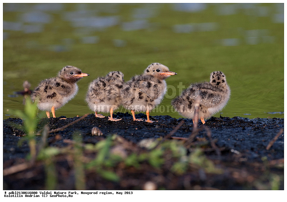 ����������, ������, ��������� ����, ������������ �������, �����, ������� ����,  ���, 2013, �����, ������, ������� �����, ������� �����, �����, XYZ, ���������, Sternidae, ������ ������, ������������ ������, Sterna hirundo