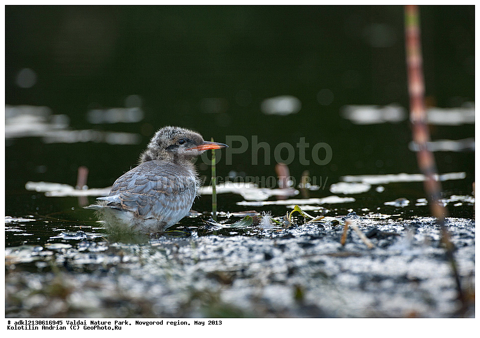 ����������, ������, ��������� ����, ������������ �������, �����, ������� ����,  ���, 2013, �����, ������, ������� �����, ������� �����, �����, XYZ, ���������, Sternidae, ������ ������, ������������ ������, Sterna hirundo