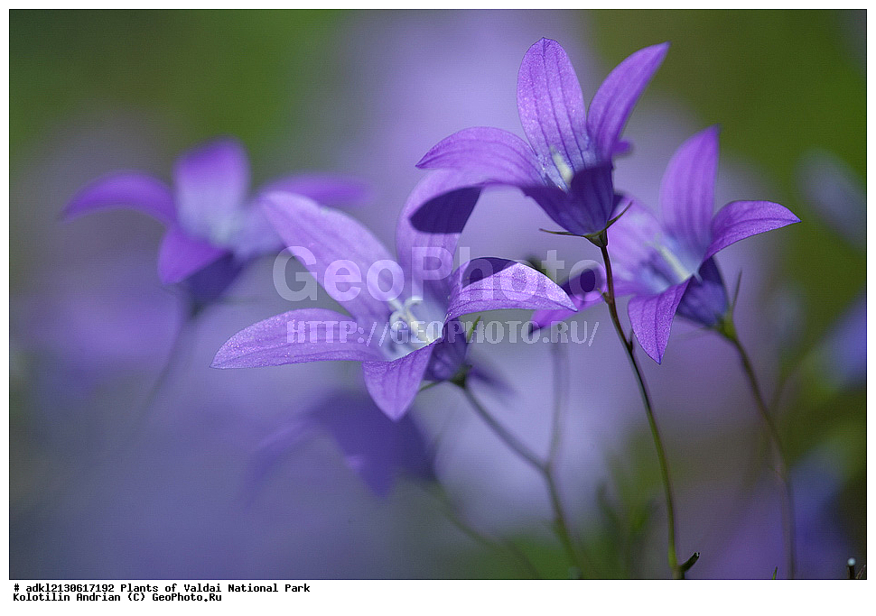 ��������, ��������, �����, ���������� ������������ ����, ������������ �������, ��������, �����, ������ ��������, ���������� ��������, ������������ ��������, ������������ ��������, ������, �����, XYZ, ���������������, Campanulaceae, ����������� �����������, Campanula patula, Neocodon patulus