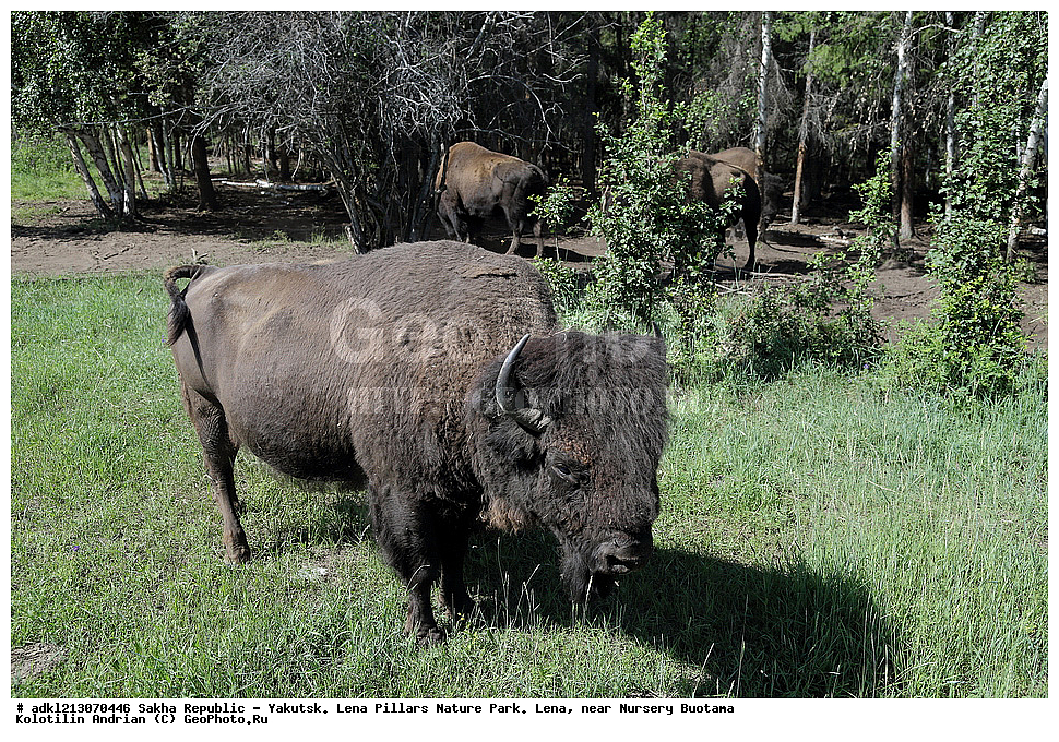 ����������, ����, ������, ��������� ����, ������� ������, ���� ����, �������� �������, �������� �������, �������������, �����, �����, XYZ, ���������, Bovidae, �����, Bison bison