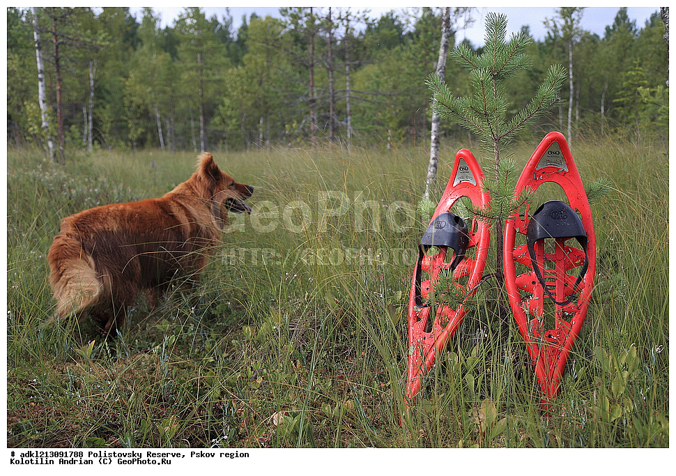 ������������ ����������, ����������, ��������� �������, ����������