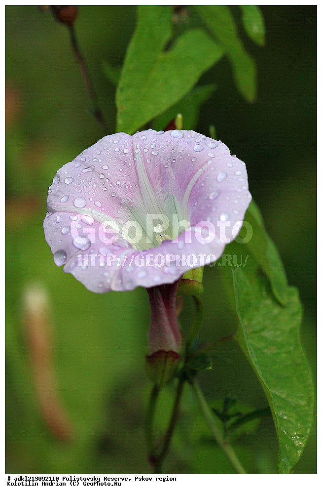 ������������ ����������, ����������, ��������� �������, ����������, ��������, ����, ���� 2013, ��������, �����, ������ ��������, ���������� ��������, ������������ ��������, ������������ ��������, ������, �����, XYZ, ���������, Convolvulaceae, ����� ��������, Calystegia spectabilis