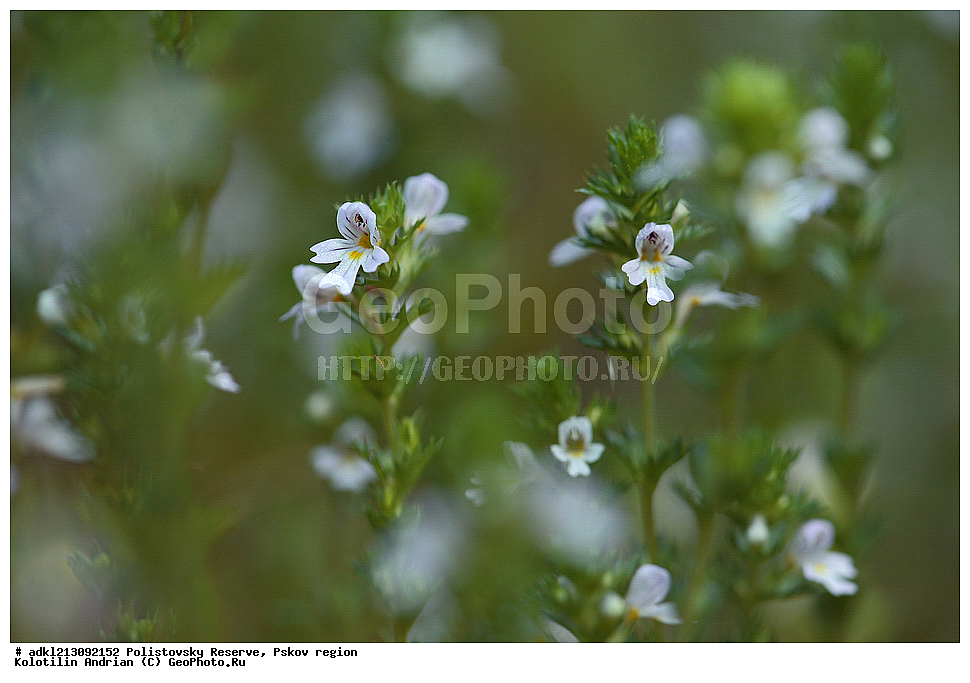 ������������ ����������, ����������, ��������� �������, ����������, ��������, ����, ���� 2013, ������ ��������, �����, ���������� ��������, ������������ ��������, ������������ ��������, ������, �����, XYZ, ������������, Scrophulariaceae, �����������, Orobanchaceae, ������ �������������, Euphrasia officinalis, Euphrasia rostkoviana