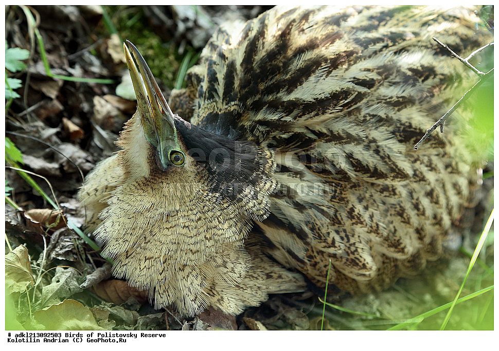 ��������, ��������, �����, �����, ��������, �����������, ������������ ����������, ����������, ��������� �������, ����������, XYZ, ��������, Ardeidae, ������� ����, Botaurus stellaris