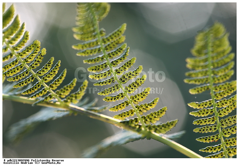 ������������ ����������, ����������, ��������� �������, ����������, ���� �������, ����� �����������, ����