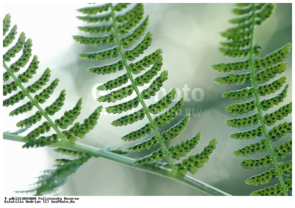 ������������ ����������, ����������, ��������� �������, ����������, ���� �������, ����� �����������, ����