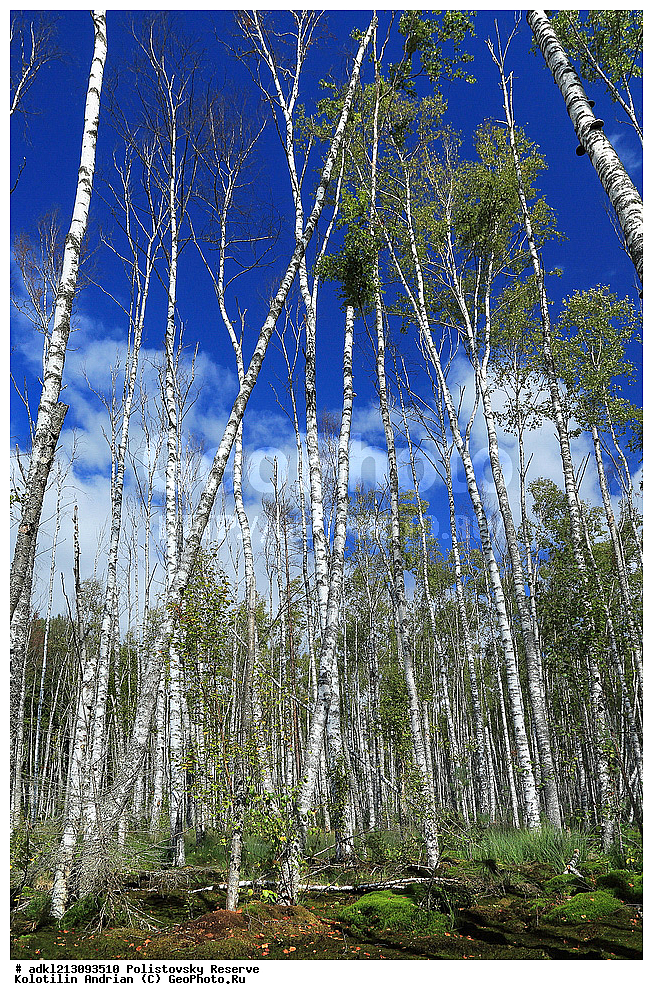 ������������ ����������, ����������, ��������� �������, ����������, �������� ��������, ��������, ����