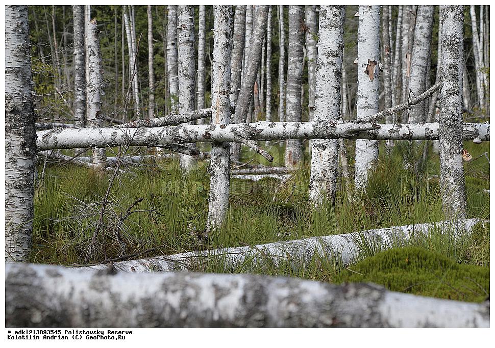 ������������ ����������, ����������, ��������� �������, ����������, �������� ��������, ��������, ����