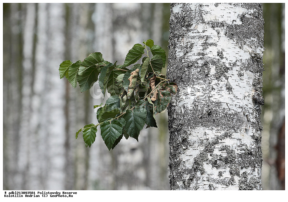 ������������ ����������, ����������, ��������� �������, ����������, �������� ��������, ��������, ����