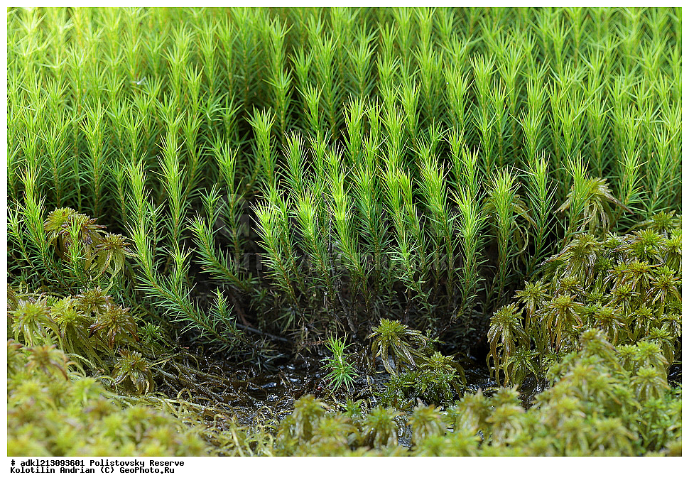 ������������ ����������, ����������, ��������� �������, ����������, �������� ��������, ��������, ����