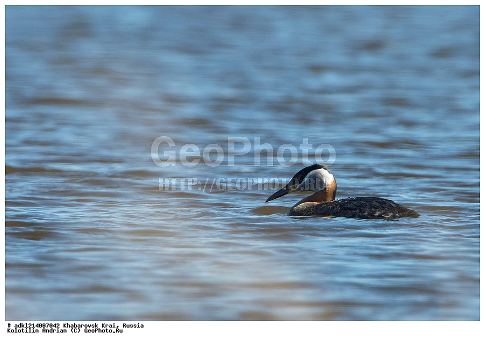 ����������� ����, ���������� ����������, ��������� ���������� <����������>, ������, ��������, ��������, �����, �����, ��������, �����������, ������� �����, ������� �����, ����������, Podicipedidae, ��������� �������, ��������� �������, Podiceps grisegena, XYZ