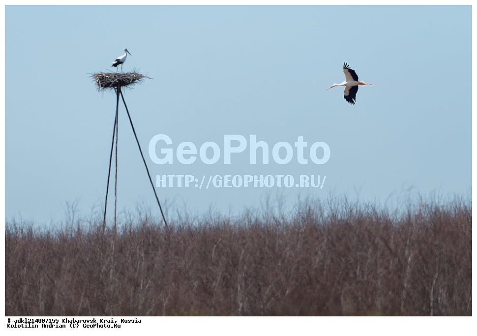 ����������� ����, ���������� ����������, ��������� ���������� <����������>, ������, ��������, ��������, �����, �����, ��������, �����������, ��������, Ciconiidae, ��������������� ����, ����������� ����, ��������� ����, Ciconia boyciana, XYZ