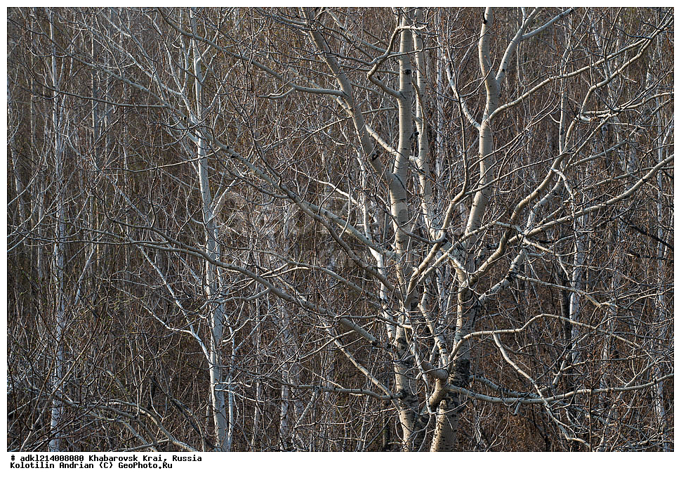 ��������, �����, ������ ��������, ���������� ��������, ������������ ��������, ������������ ��������, �����, �����, �����, �������, �����, ����������� ����, ���������� ����������, ��������� ���������� <����������>, ������, ������, �����, �����, ����, �����