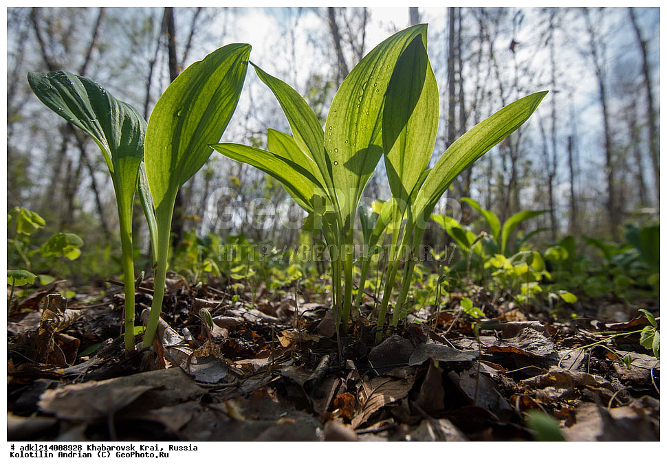 ��������, �����, ������ ��������, ���������� ��������, ������������ ��������, ������������ ��������, ������, �����, XYZ, ����������� ����, ���������� ����������, ��������� ���������� <����������>, ������, �������, Alliaceae, �������������, Amaryllidaceae, ���, Salix sp.