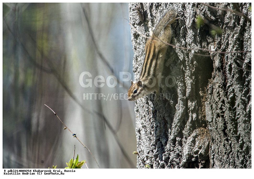 ����������� ����, ���������� ����������, ��������� ���������� <����������>, ������, ��������, ��������, �������������, �������������, �����, �����, �������, �������, Sciuridae, ��������� ��������, ��������� ��������, Tamias sibiricus