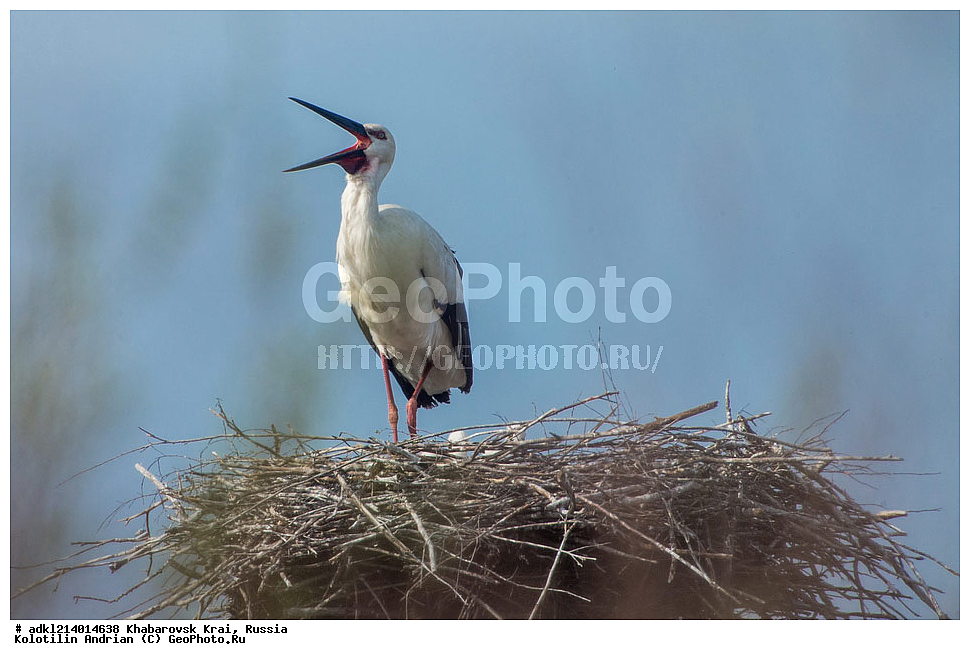 ����������� ����, ���������� ����������, ��������� ���������� <����������>, ������, ��������, ��������, �����, �����, ��������, �����������, ��������, Ciconiidae, ��������������� ����, ����������� ����, ��������� ����, Ciconia boyciana, XYZ