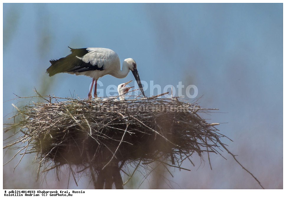 ����������� ����, ���������� ����������, ��������� ���������� <����������>, ������, ��������, ��������, �����, �����, ��������, �����������, ��������, Ciconiidae, ��������������� ����, ����������� ����, ��������� ����, Ciconia boyciana, XYZ