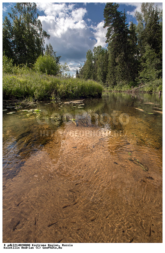  ����������� �������, ��������������� ��������� ���������� ������������ ���, ���������� ������������ ���, ������, ��������, ��������, ����, ����, XYZ, ��������, Cyprinidae, ������������ �������, Gobio gobio