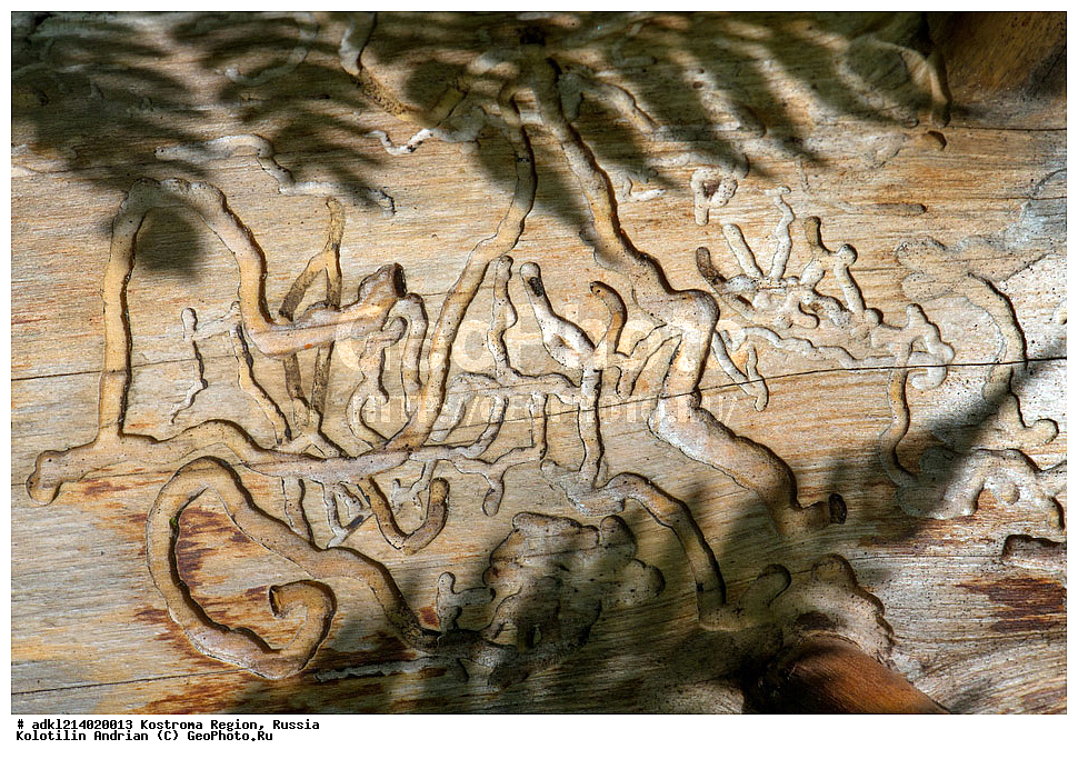 ����������� �������, ��������������� ��������� ���������� ������������ ���, ���������� ������������ ���, ������, ��������, ��������, ���������, ���������, XYZ, �����������, �������, Curculionidae, ������-��������, Ips typographus, ��������������, �������������, ��������������