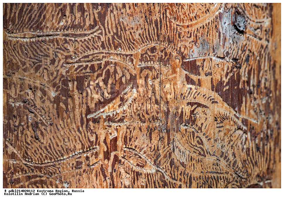 ����������� �������, ��������������� ��������� ���������� ������������ ���, ���������� ������������ ���, ������, ��������, ��������, ���������, ���������, XYZ, �����������, �������, Curculionidae, ������-��������, Ips typographus, ��������������, �������������, ��������������