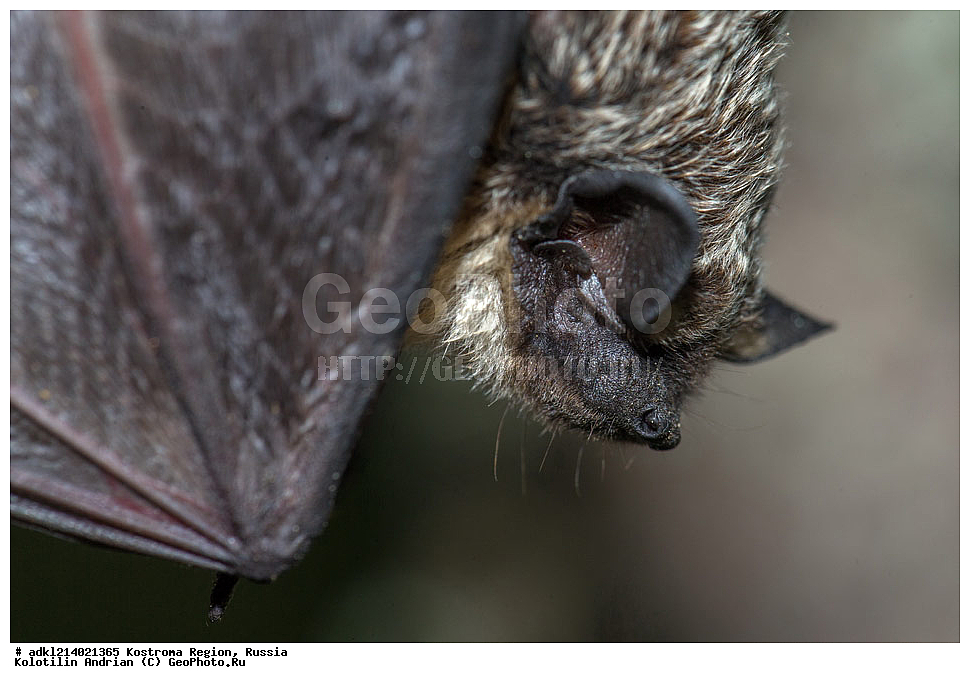 ����������� �������, ��������������� ��������� ���������� ������������ ���, ���������� ������������ ���, ������, ��������, ��������, �������������, �������������, �����, �����, XYZ, ����������� ������� ����, ���������, Vespertilionidae, ����������� �����, ����������� ������� ����, Vespertilio murinus