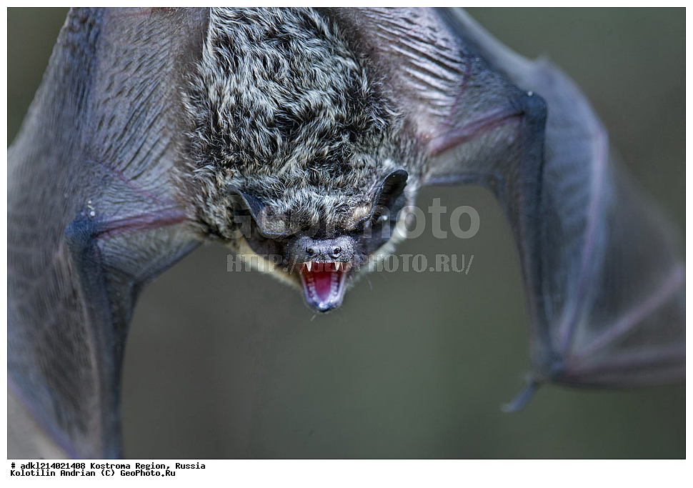 ����������� �������, ��������������� ��������� ���������� ������������ ���, ���������� ������������ ���, ������, ��������, ��������, �������������, �������������, �����, �����, XYZ, ����������� ������� ����, ���������, Vespertilionidae, ����������� �����, ����������� ������� ����, Vespertilio murinus