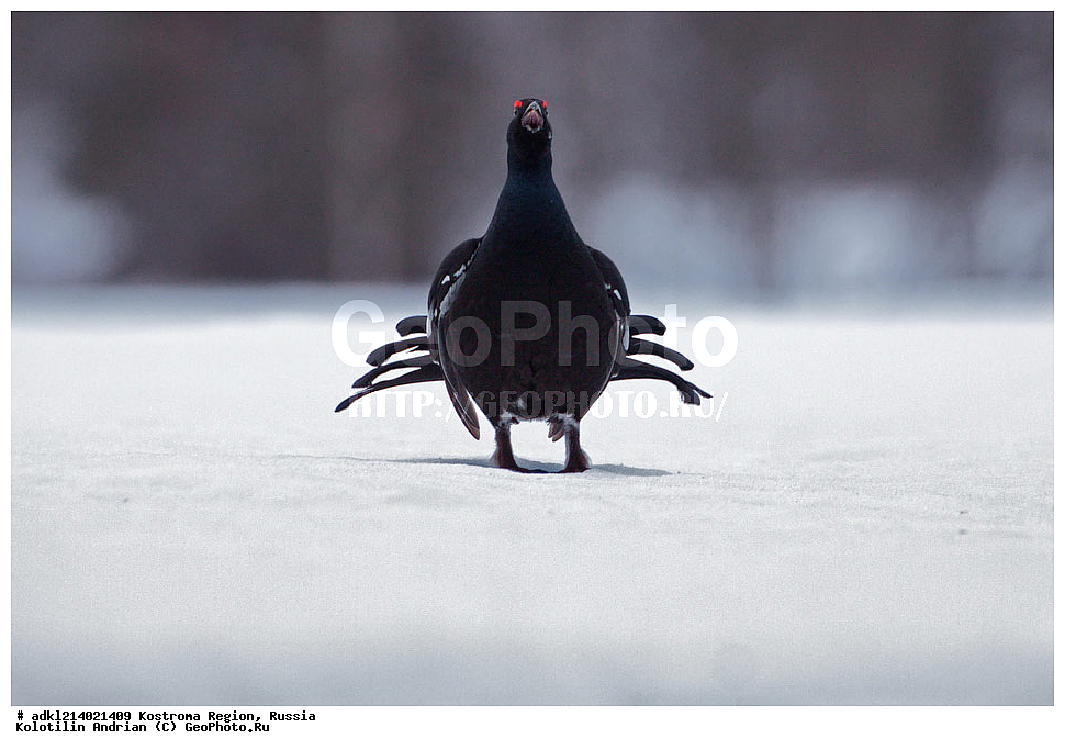 ����������� �������, ��������������� ��������� ���������� ������������ ���, ���������� ������������ ���, ������, ��������, ��������, �����, �����, ��������, �����������, XYZ, �����������, Tetraonidae, �������, �������-�����, ������� �������, Lyrurus tetrix, Tetrao tetrix