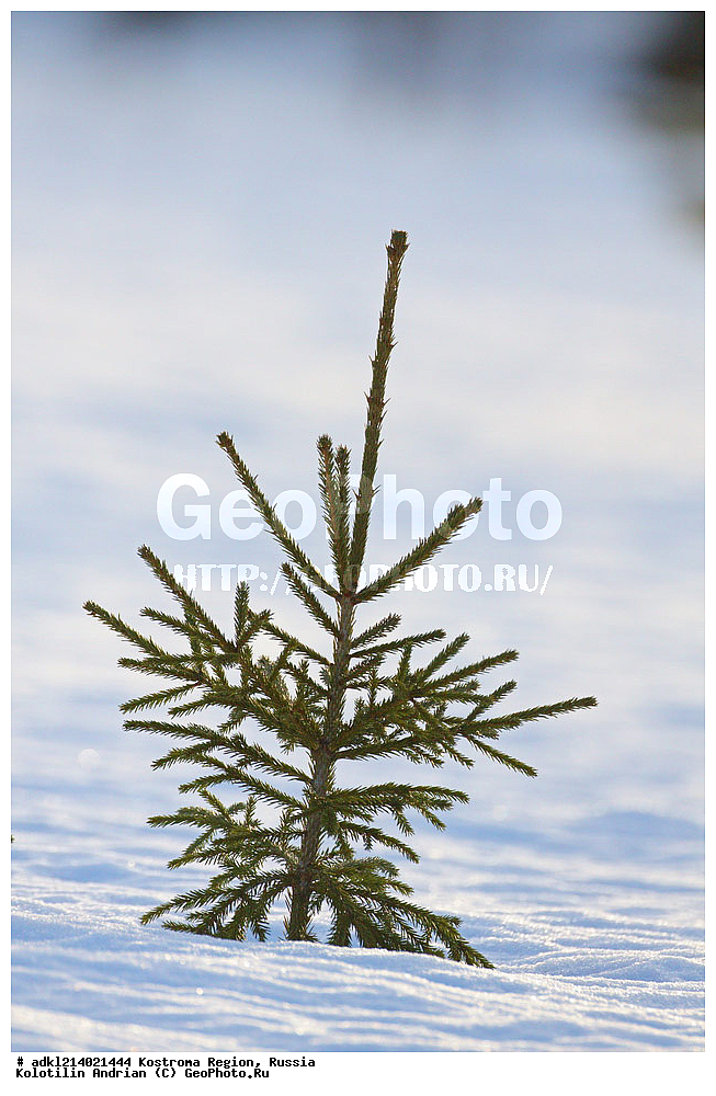  ����������� �������, ��������������� ��������� ���������� ������������ ���, ���������� ������������ ���, ������, ������ ��������, �����, ���������� ��������, ������������ ��������, ������������ ��������, XYZ, ��������, Pinaceae, ��� �������, Picea x fennica, Picea fennica, Picea abies x Picea obovata