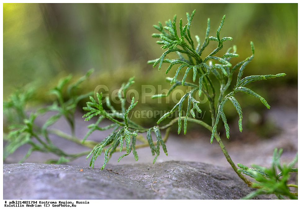 ����������� �������, ��������������� ��������� ���������� ������������ ���, ���������� ������������ ���, ������, �����, ���������� ��������, ������������ ��������, ������������ ��������, XYZ, ���������, Lycopodiaceae, ������������ ����������, ������������ ����������, ������������ ����������, ����� ����������, ����� ������������, Diphasiastrum complanatum