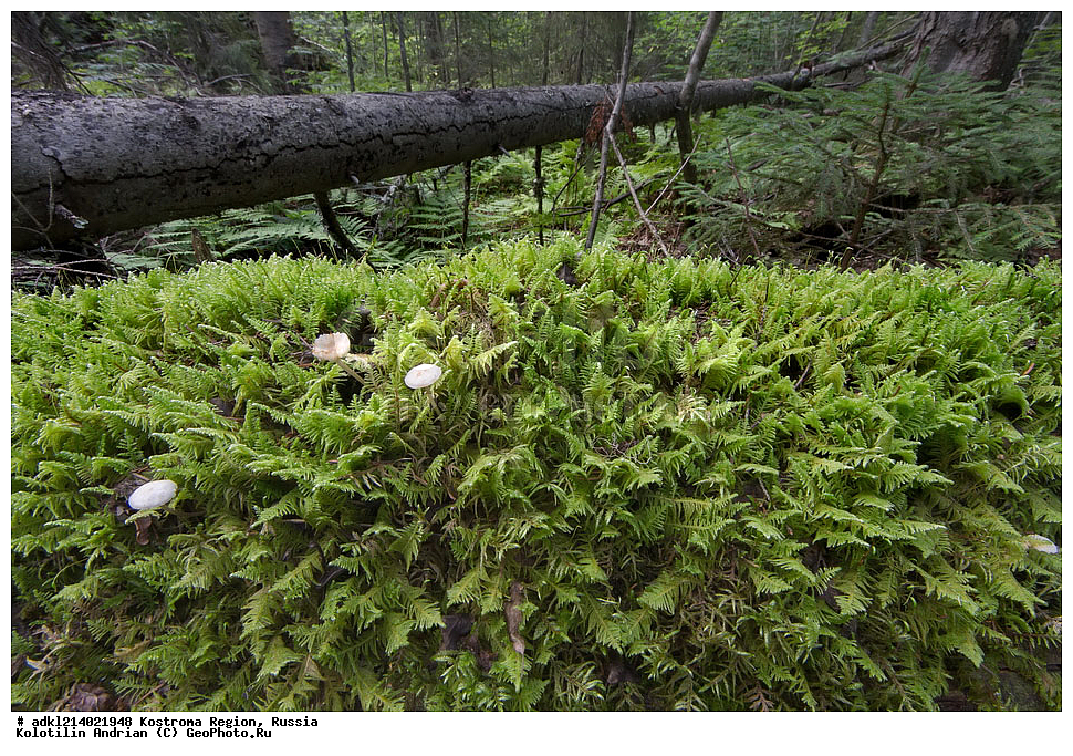 ����������� �������, ��������������� ��������� ���������� ������������ ���, ���������� ������������ ���, ������, ������ ���