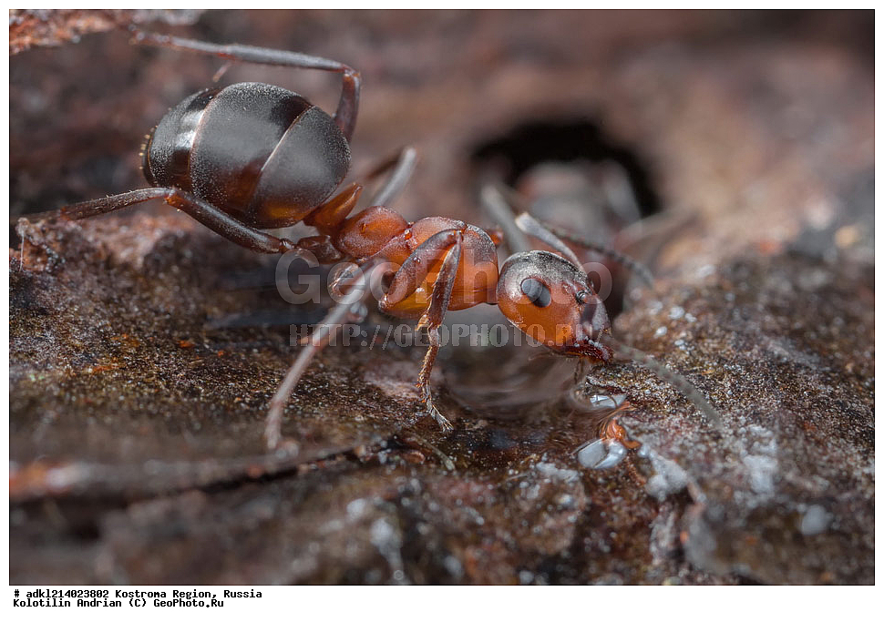 ����������� �������, ��������������� ��������� ���������� ������������ ���, ���������� ������������ ���, ������, ��������, ��������, ���������, ���������, XYZ, �������, Formicidae, ����� ������ �������, Formica rufa, ��������������, �������������, ��������������