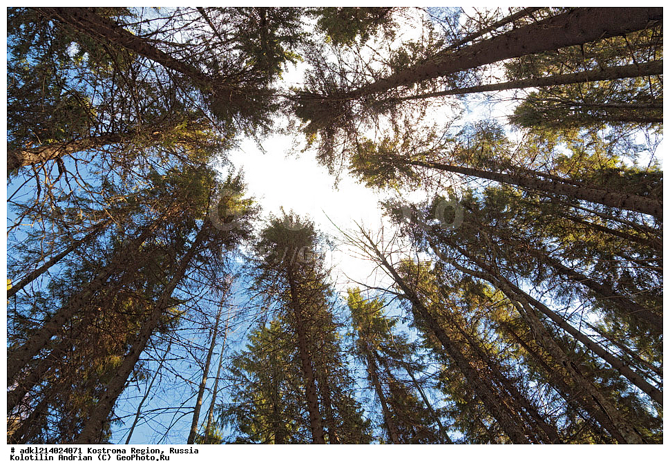 ����������� �������, ��������������� ��������� ���������� ������������ ���, ���������� ������������ ���, ������, ������ ���