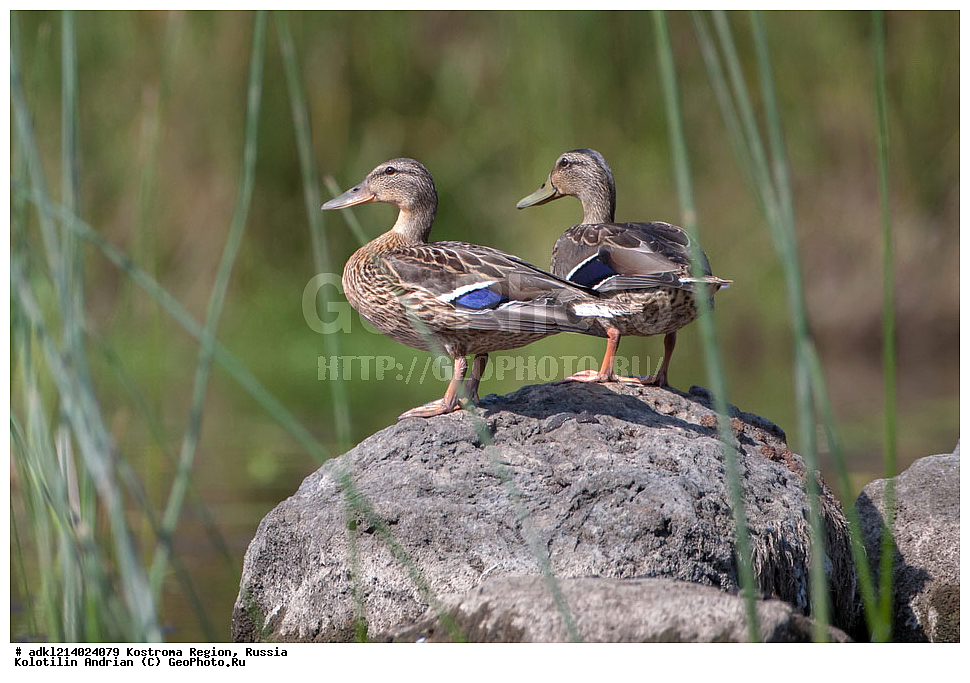 ����������� �������, ��������������� ��������� ���������� ������������ ���, ���������� ������������ ���, ������, ��������, ��������, �����, �����, ��������, �����������, �����������������, ������������� �����, ������������� �����, XYZ, ������, Anatidae, ������, Anas platyrhynchos