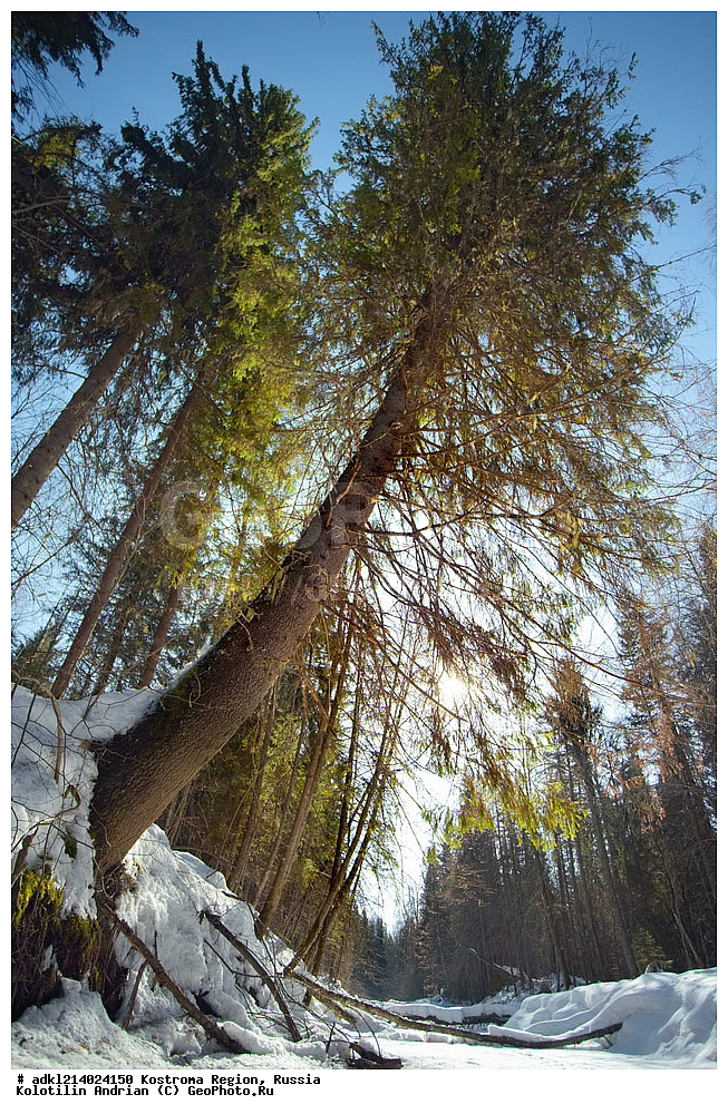 ����������� �������, ��������������� ��������� ���������� ������������ ���, ���������� ������������ ���, ������, ������ ���