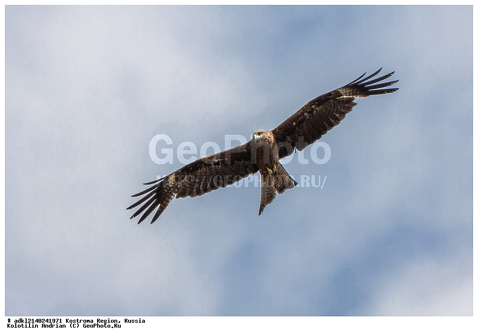 ����������� �������, ��������������� ��������� ���������� ������������ ���, ���������� ������������ ���, ������, ��������, ��������, �����, �����, ��������, �����������, ������ �����, ������ �����, XYZ, ����������, Accipitridae, ׸���� ������, ������ ������, Milvus migrans