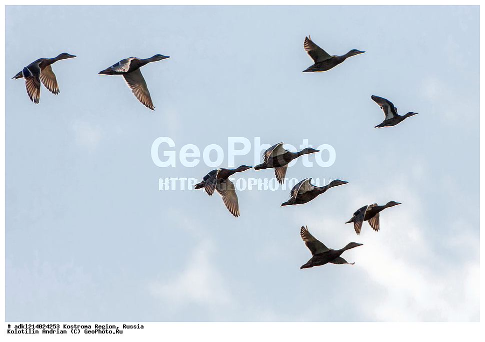 ����������� �������, ��������������� ��������� ���������� ������������ ���, ���������� ������������ ���, ������, ��������, ��������, �����, �����, ��������, �����������, �����������������, ������������� �����, ������������� �����, XYZ, ������, Anatidae, ������, Anas platyrhynchos