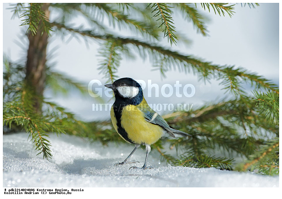 ����������� �������, ��������������� ��������� ���������� ������������ ���, ���������� ������������ ���, ������, ��������, ��������, �����, �����, ��������, �����������, XYZ, ���������, Paridae, ������� ������, �������, Parus major