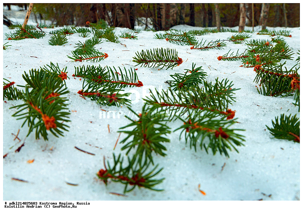  ����������� �������, ��������������� ��������� ���������� ������������ ���, ���������� ������������ ���, ������, ������ ��������, �����, ���������� ��������, ������������ ��������, ������������ ��������, XYZ, ��������, Pinaceae, ��� �������, Picea x fennica, Picea fennica, Picea abies x Picea obovata