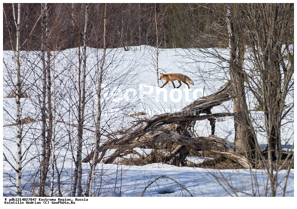 ����������� �������, ��������������� ��������� ���������� ������������ ���, ���������� ������������ ���, ������, ��������, ��������, �������������, �������������, �����, �����, XYZ, ������, �������, ������, Canidae, ������������ ������, ����� ������, ����, Vulpes vulpes