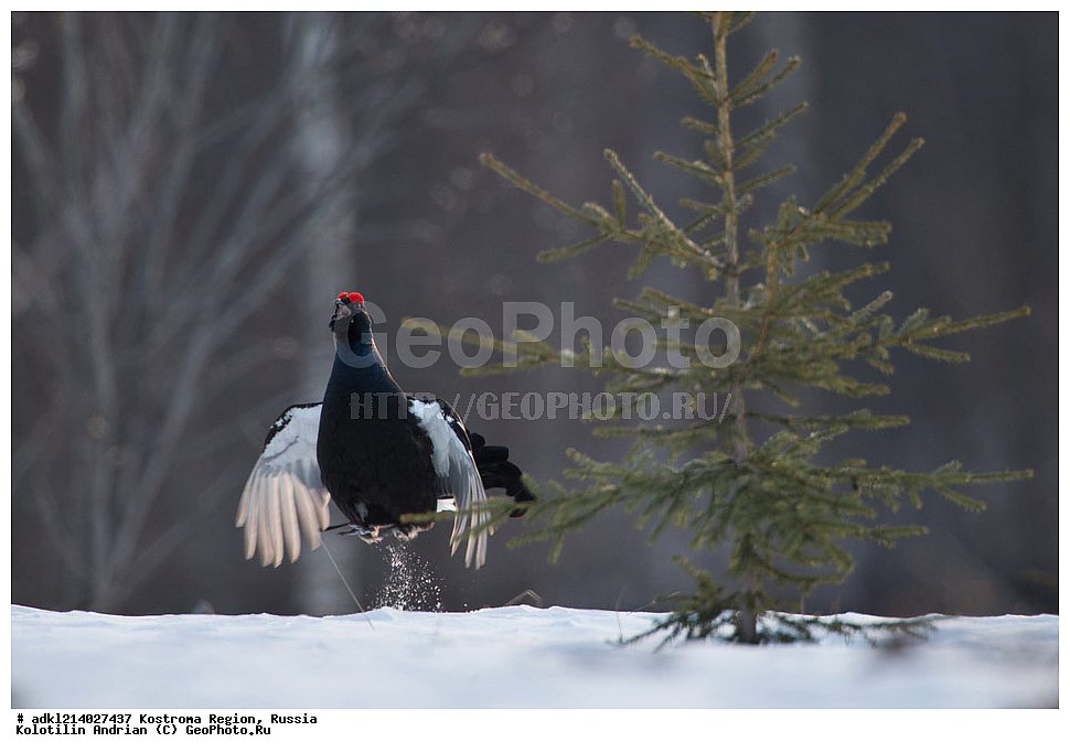 ����������� �������, ��������������� ��������� ���������� ������������ ���, ���������� ������������ ���, ������, ��������, ��������, �����, �����, ��������, �����������, XYZ, �����������, Tetraonidae, �������, �������-�����, ������� �������, Lyrurus tetrix, Tetrao tetrix