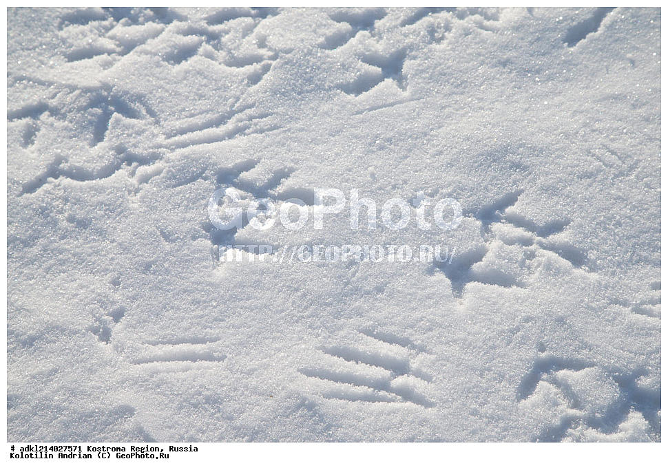 ����������� �������, ��������������� ��������� ���������� ������������ ���, ���������� ������������ ���, ������, ��������, ��������, �����, �����, ��������, �����������, XYZ, �����������, Tetraonidae, �������, �������-�����, ������� �������, Lyrurus tetrix, Tetrao tetrix