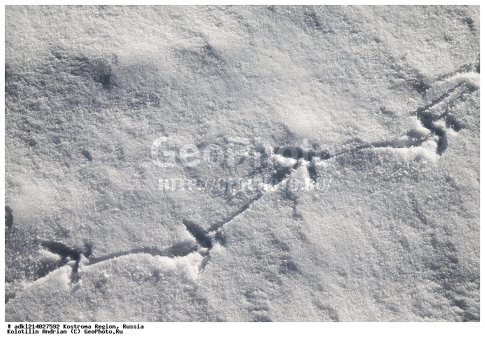 ����������� �������, ��������������� ��������� ���������� ������������ ���, ���������� ������������ ���, ������, ��������, ��������, �����, �����, ��������, �����������, XYZ, �����������, Tetraonidae, �������, �������-�����, ������� �������, Lyrurus tetrix, Tetrao tetrix