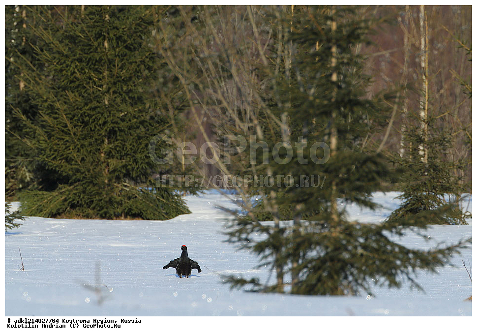 ����������� �������, ��������������� ��������� ���������� ������������ ���, ���������� ������������ ���, ������, ��������, ��������, �����, �����, ��������, �����������, XYZ, �����������, Tetraonidae, �������, �������-�����, ������� �������, Lyrurus tetrix, Tetrao tetrix